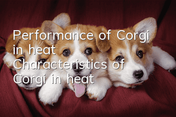 Performance of Corgi in heat Characteristics of Corgi in heat