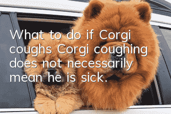 What to do if Corgi coughs? Corgi coughing does not necessarily mean he is sick.