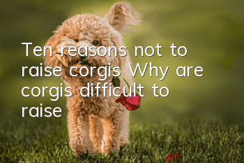 Ten reasons not to raise corgis Why are corgis difficult to raise?