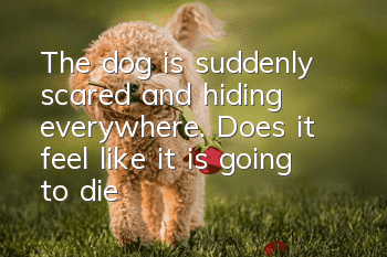 The dog is suddenly scared and hiding everywhere. Does it feel like it is going to die?