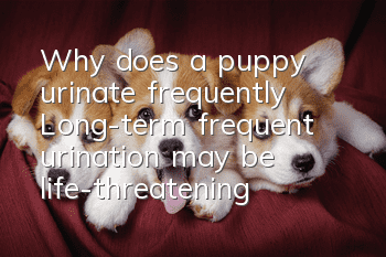 Why does a puppy urinate frequently? Long-term frequent urination may be life-threatening