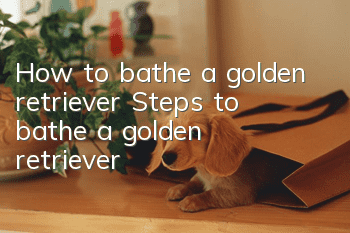 How to bathe a golden retriever Steps to bathe a golden retriever