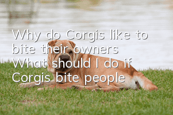 Why do Corgis like to bite their owners? What should I do if Corgis bite people?