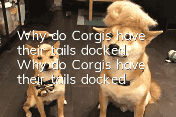 Why do Corgis have their tails docked? Why do Corgis have their tails docked?