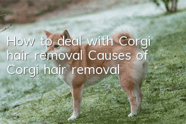 How to deal with Corgi hair removal Causes of Corgi hair removal