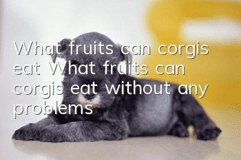 What fruits can corgis eat? What fruits can corgis eat without any problems?