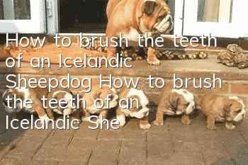 How to brush the teeth of an Icelandic Sheepdog How to brush the teeth of an Icelandic Sheepdog