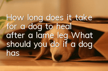 How long does it take for a dog to heal after a lame leg? What should you do if a dog has a lame leg?