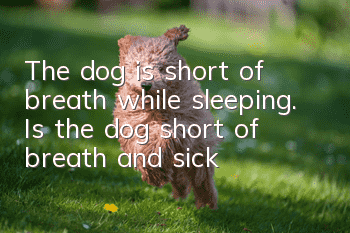 The dog is short of breath while sleeping. Is the dog short of breath and sick?
