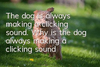 The dog is always making a clicking sound. Why is the dog always making a clicking sound?