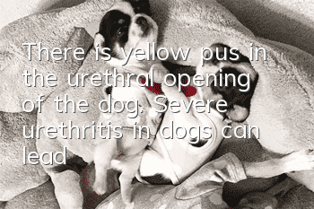 There is yellow pus in the urethral opening of the dog. Severe urethritis in dogs can lead to death.