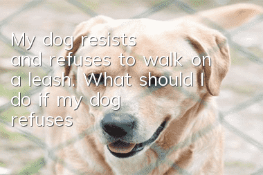My dog resists and refuses to walk on a leash. What should I do if my dog refuses to walk on a leash?