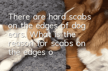There are hard scabs on the edges of dog ears. What is the reason for scabs on the edges of dog ears?