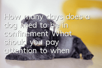 How many days does a dog need to be in confinement? What should you pay attention to when a dog is in confinement?