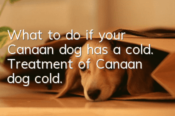 What to do if your Canaan dog has a cold. Treatment of Canaan dog cold.