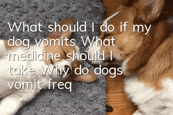What should I do if my dog ​​vomits? What medicine should I take? Why do dogs vomit frequently?