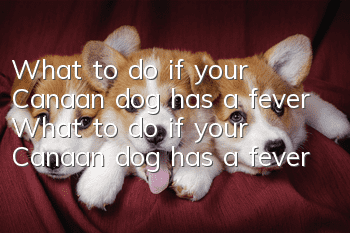 What to do if your Canaan dog has a fever What to do if your Canaan dog has a fever