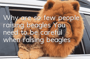 Why are so few people raising beagles? You need to be careful when raising beagles