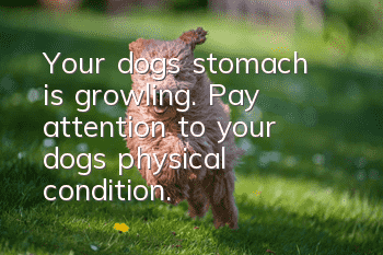 Your dog’s stomach is growling. Pay attention to your dog’s physical condition.
