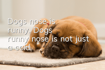 Dog's nose is runny. Dog's runny nose is not just a cold.