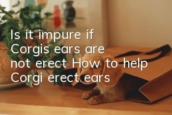 Is it impure if Corgi's ears are not erect? How to help Corgi erect ears?