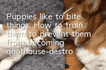 Puppies like to bite things. How to train them to prevent them from becoming "house-destroying experts"