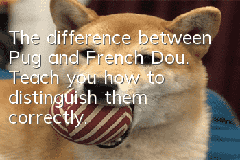 The difference between Pug and French Dou. Teach you how to distinguish them correctly.