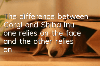 The difference between Corgi and Shiba Inu: one relies on the face and the other relies on the butt to eat