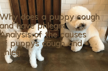 Why does a puppy cough and have phlegm? Analysis of the causes of puppy’s cough and phlegm