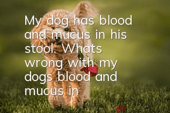 My dog ​​has blood and mucus in his stool. What's wrong with my dog's blood and mucus in his stool?