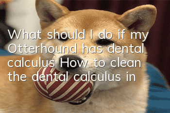 What should I do if my Otterhound has dental calculus? How to clean the dental calculus in my Otterhound?