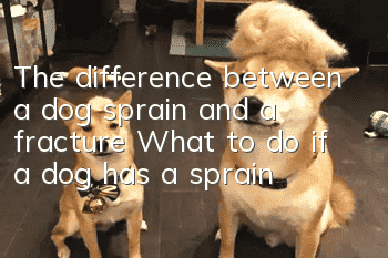 The difference between a dog sprain and a fracture What to do if a dog has a sprain