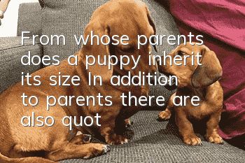 From whose parents does a puppy inherit its size? In addition to parents, there are also "third party" genetic effects.