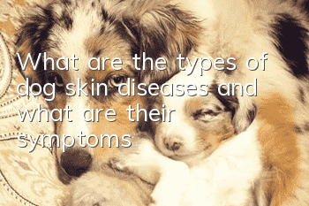 What are the types of dog skin diseases and what are their symptoms?