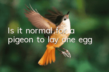 Is it normal for a pigeon to lay one egg?