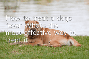 How to treat a dog’s fever? What’s the most effective way to treat it?