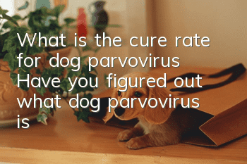 What is the cure rate for dog parvovirus? Have you figured out what dog parvovirus is?