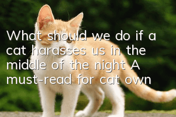 What should we do if a cat harasses us in the middle of the night? A must-read for cat owners!