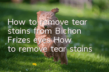 How to remove tear stains from Bichon Frize's eyes How to remove tear stains