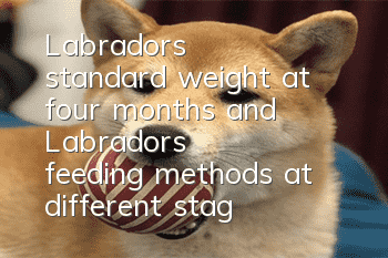Labrador's standard weight at four months and Labrador's feeding methods at different stages