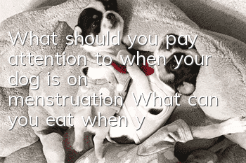 What should you pay attention to when your dog is on menstruation? What can you eat when your dog is on menstruation?