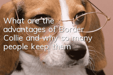 What are the advantages of Border Collie and why so many people keep them?