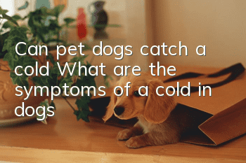 Can pet dogs catch a cold? What are the symptoms of a cold in dogs?
