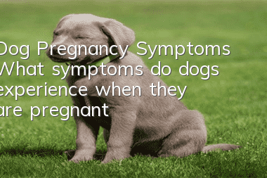Dog Pregnancy Symptoms What symptoms do dogs experience when they are pregnant?