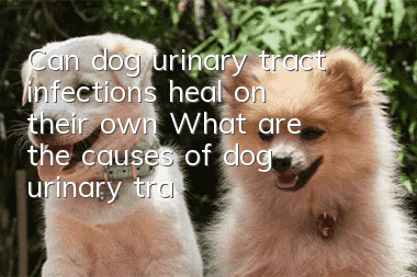Can dog urinary tract infections heal on their own? What are the causes of dog urinary tract infections?