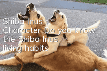 Shiba Inu’s Character Do you know the Shiba Inu’s living habits?