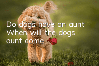 Do dogs have an aunt? When will the dog’s aunt come?