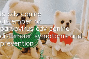 Is cdv canine distemper or parvovirus cdv canine distemper symptoms and prevention