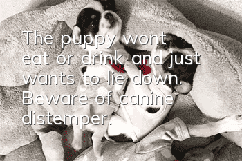 The puppy won't eat or drink and just wants to lie down. Beware of canine distemper.