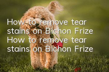 How to remove tear stains on Bichon Frize How to remove tear stains on Bichon Frize